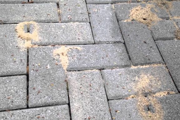 Как муравьи и другие насекомые могут повредить вашу тротуарную плитку?